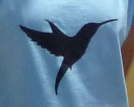 Kolibris-Köln-Logo